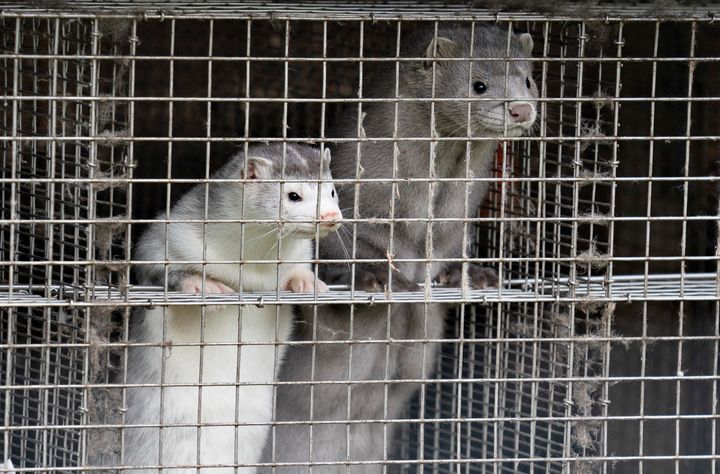 Two minks at a fur farm in northern Denmark in Oct. 2020.