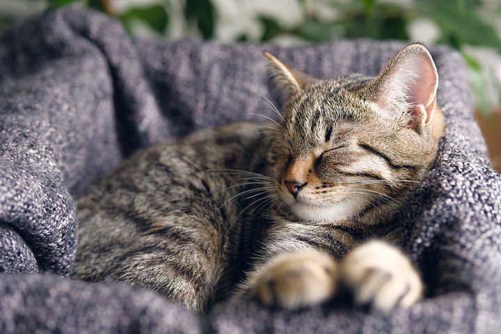 A relaxed tabby cat sleeps on a blanket.