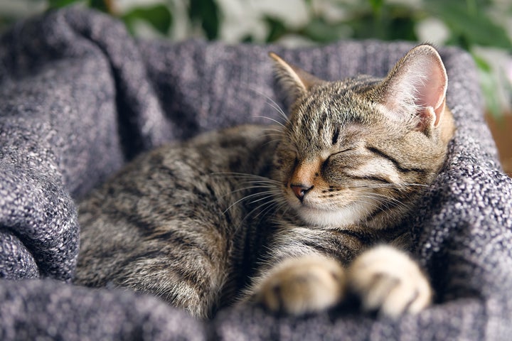 A relaxed tabby cat sleeps on a blanket.