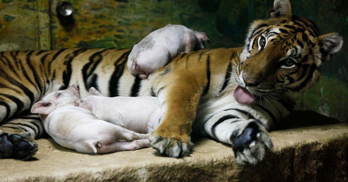 トラが子ブタを育てて鬱病から回復 の写真はデマ タイの動物園で禁止された見世物だった ハフポスト