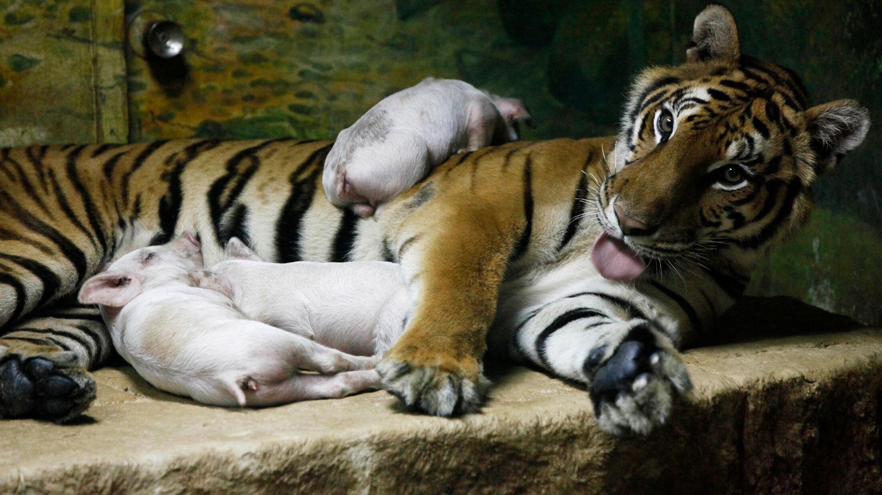 トラが子ブタを育てて鬱病から回復 の写真はデマ タイの動物園で禁止された見世物だった ハフポスト World