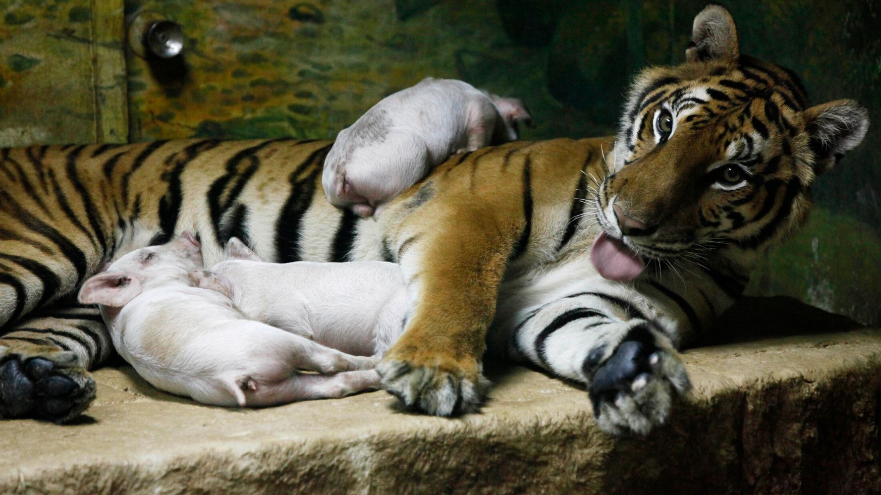 トラが子ブタを育てて鬱病から回復 の写真はデマ タイの動物園で禁止された見世物だった ハフポスト