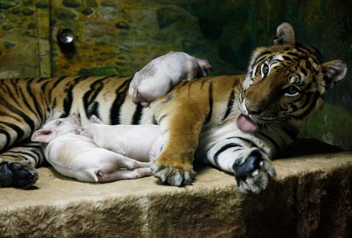 トラと子ブタを一緒の檻に入れるショー。タイのシーラチャ・タイガー動物園で2010年撮影。（※ネット上で広まっている写真では、子ブタはトラの衣装を着ている）
