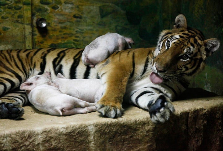 トラと子ブタを一緒の檻に入れるショー。タイのシーラチャ・タイガー動物園で2010年撮影。（※ネット上で広まっている写真では、子ブタはトラの衣装を着ている）