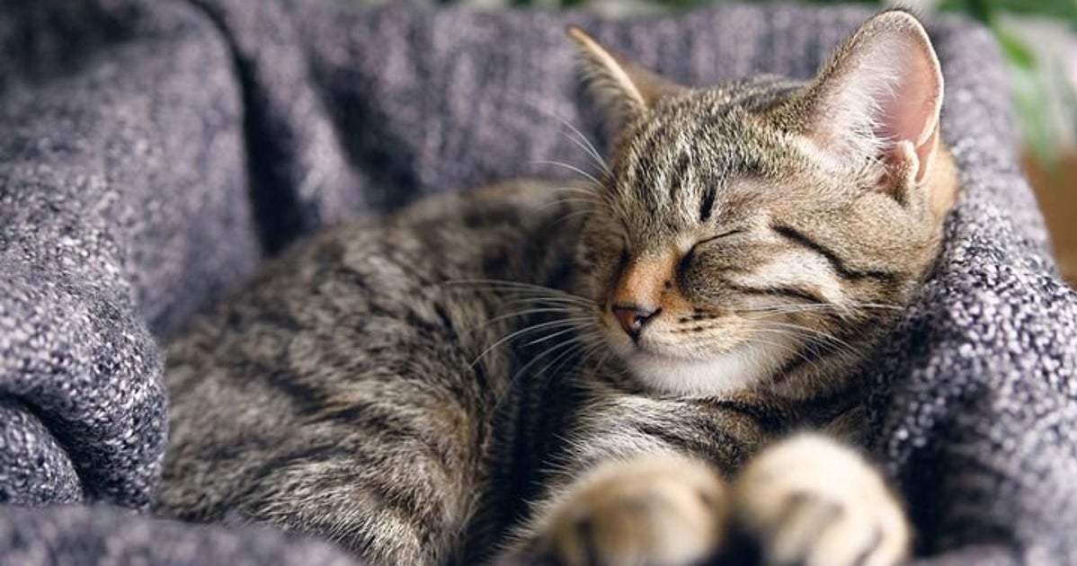 猫との絆は ゆっくりと瞬き すると強められる 最新研究で明らかに ハフポスト Life 猫との絆は ゆっくりと瞬き すると強められる 最新研究で明らかに ハフポスト Life