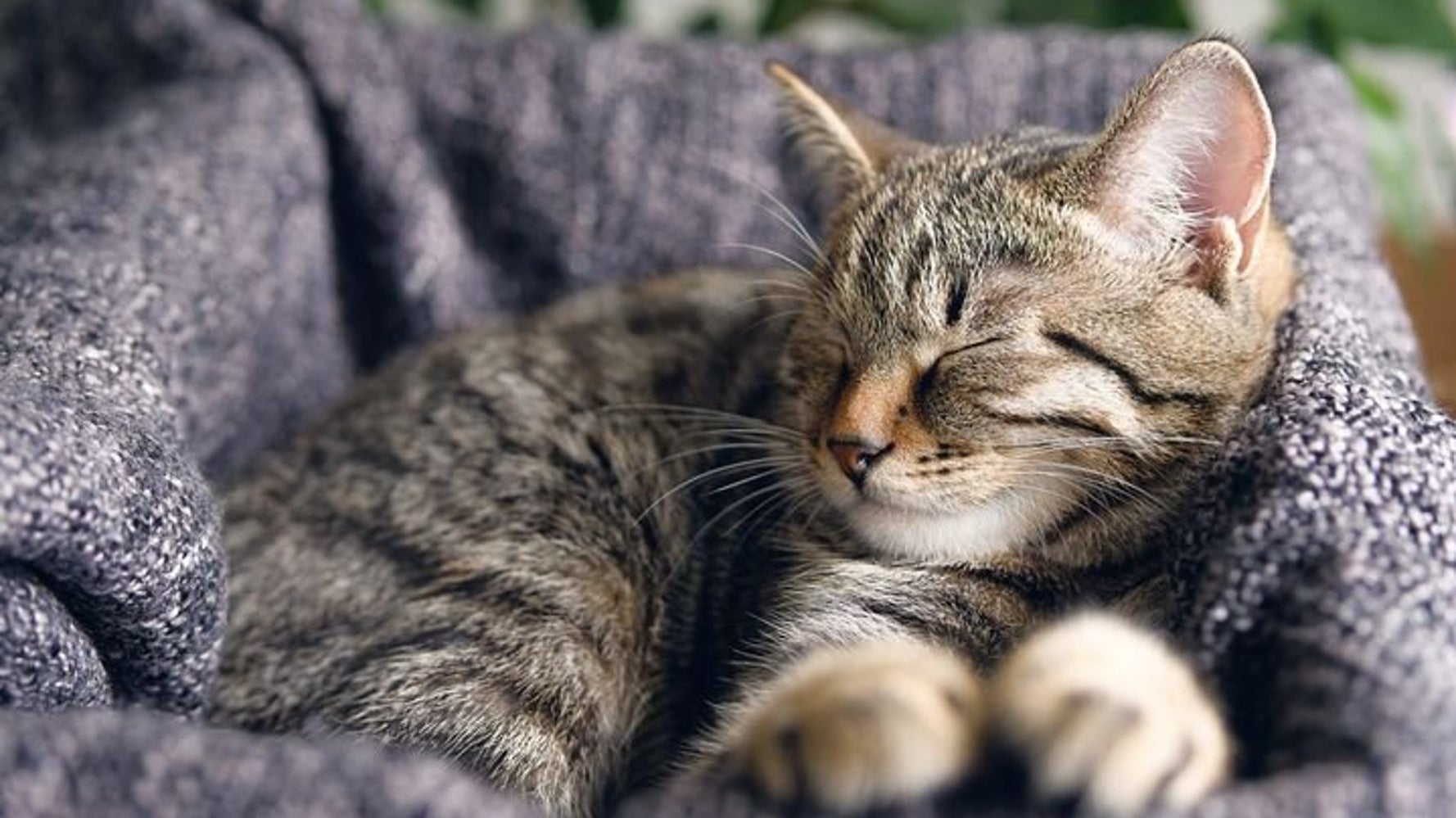猫との絆は ゆっくりと瞬き すると強められる 最新研究で明らかに ハフポスト Life 猫との絆は ゆっくりと瞬き すると強められる 最新研究で明らかに ハフポスト Life