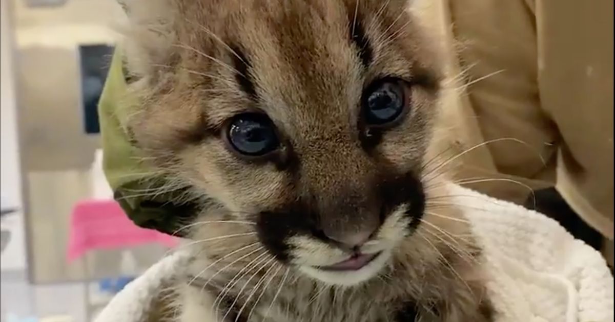 2頭のピューマの赤ちゃん 山火事から救出され動物園の病院へ 治療受ける動画が公開 Dyp東海通信社