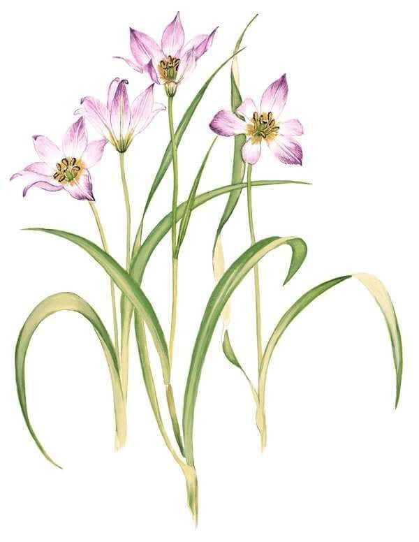 Zωγραφική απεικόνιση από τη βοτανική ζωγράφο Νίκη Γουλανδρήτης Βραχόφιλης Τουλίπας (Tulipa saxatilis)