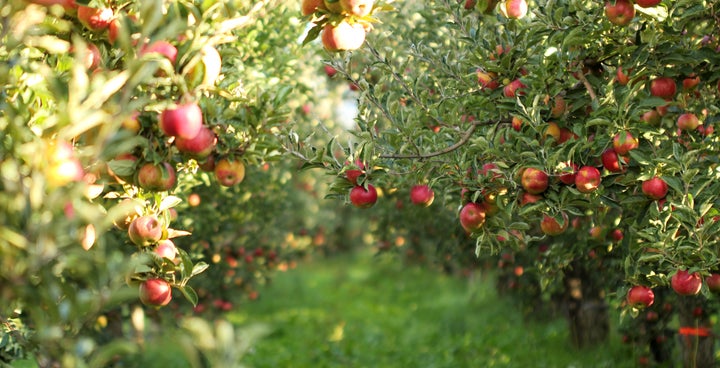 "Avoiding pesticides is just a smart thing to do, and I’ll pay a little more for the [organic] apple,” natural foods chef Robin Asbell said.