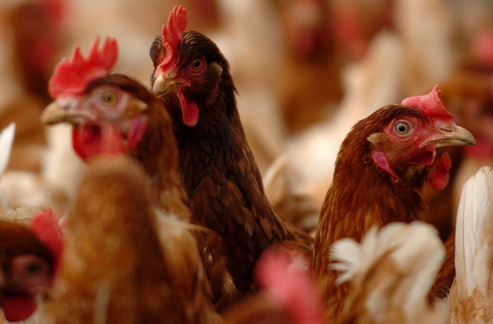 Lohman Brown chickens at Packsfield Farm in Fakenham, Norfolk. The NFU warns that existing high standards of British food production could be undercut by the US if MPs can't stand up for farmers on trade deals.