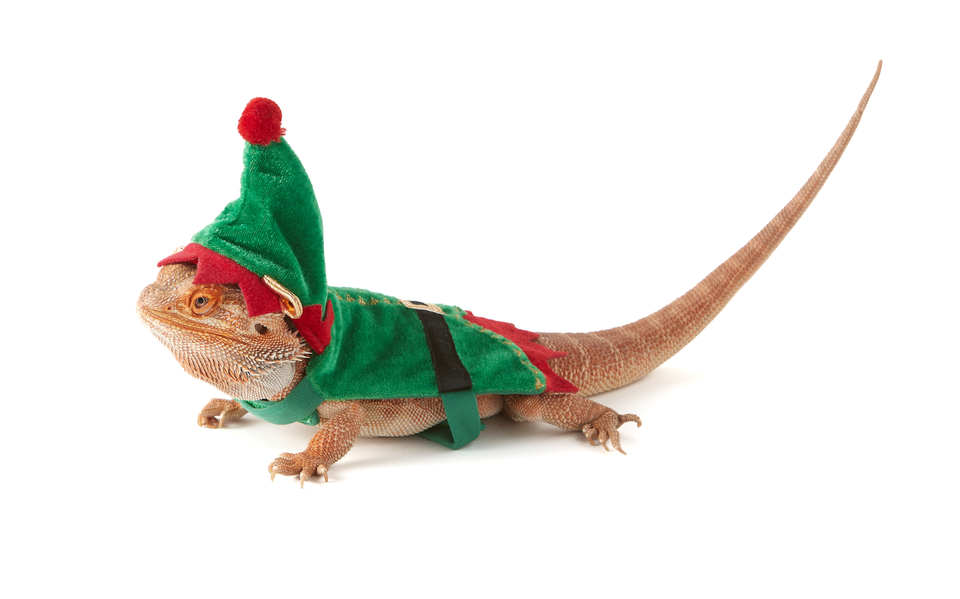 Elf Costume For Bearded Dragon