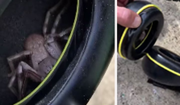 Perth plumber Olly Hurst got more than he bargained for when he felt a tickle in his ear while wearing his earmuffs on the work site last week.
