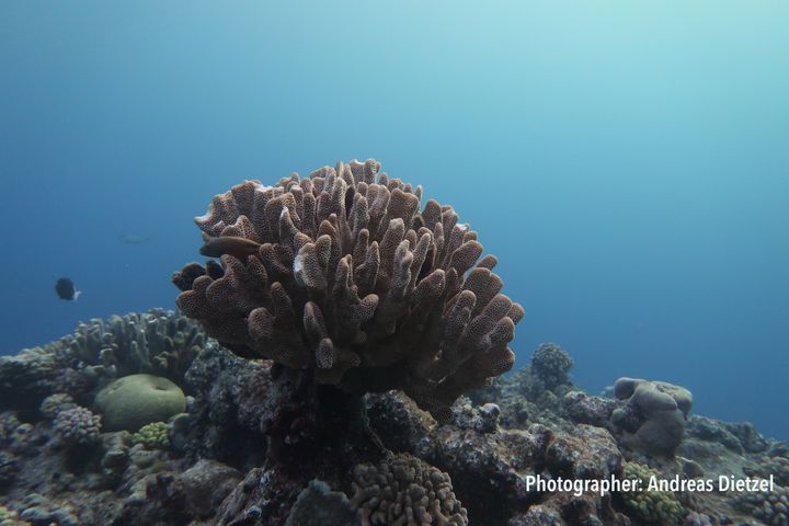 The Great Barrier Reef has lost half its corals inthe past three decades.