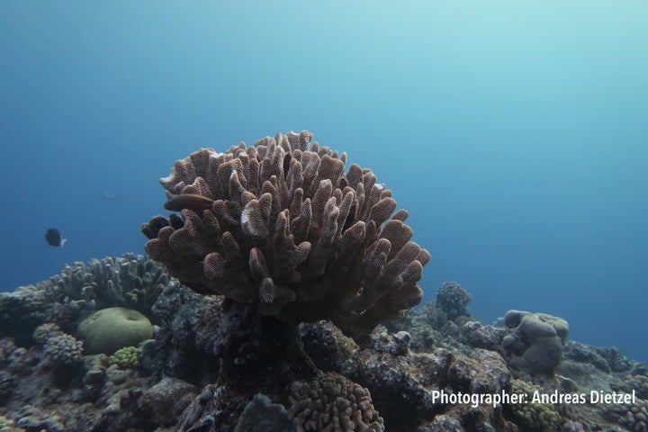 The Great Barrier Reef has lost half its corals inthe past three decades.