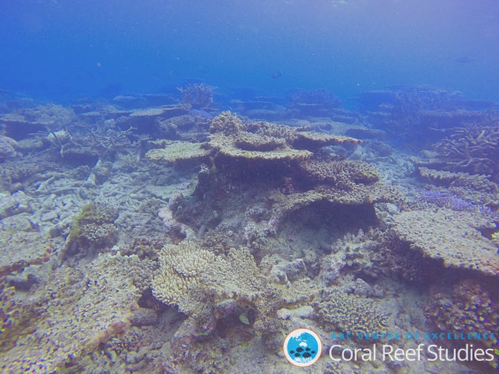 The Great Barrier Reef suffered mass coral
bleaching events in 2016, 2017 and 2020.