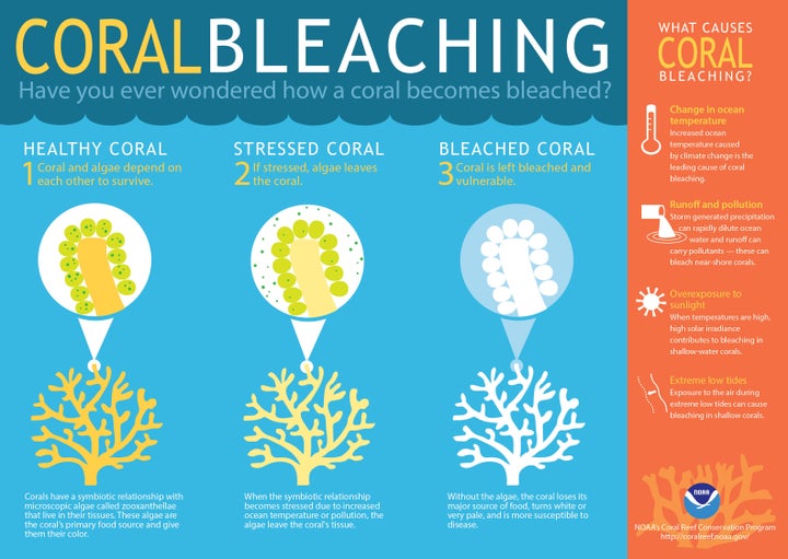 Coral bleaching leaves the delicate structures sick and vulnerable.