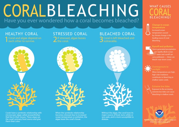 Coral bleaching leaves the delicate structures sick and vulnerable.