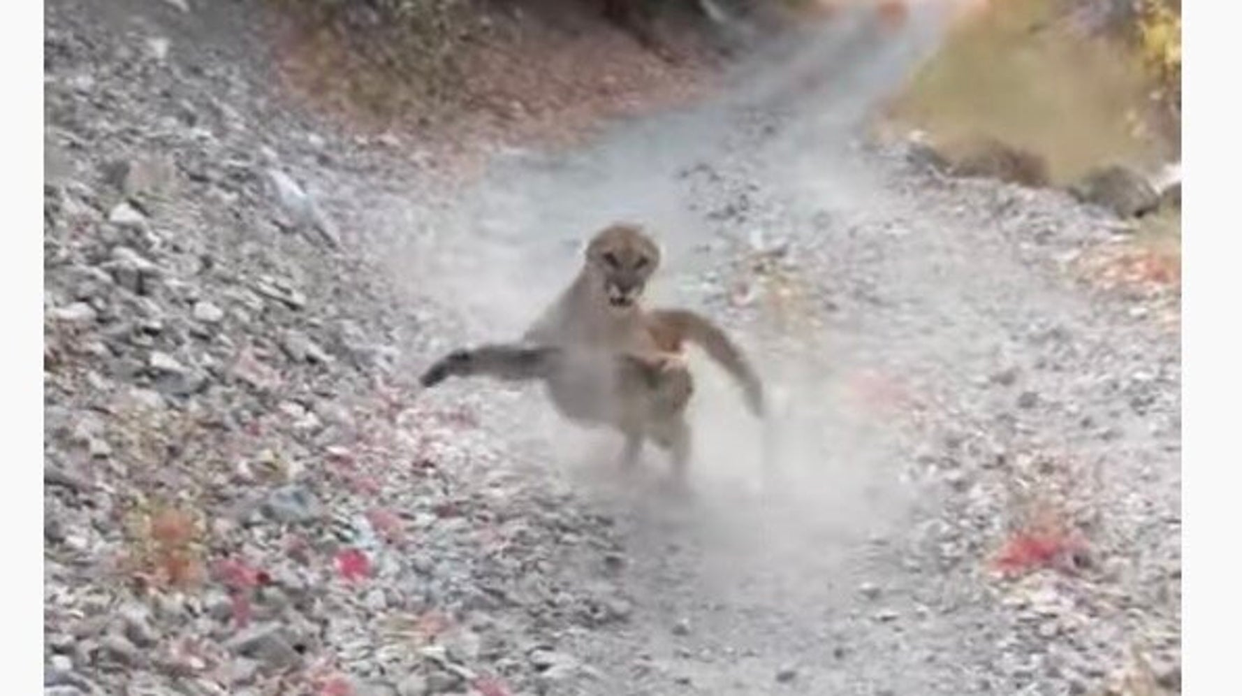 怒ったピューマに ハイキング中の男性が6分間追跡される もう終わりかと思った ハフポスト 怒ったピューマに ハイキング中の男性が6分間追跡される もう終わりかと思った ハフポスト