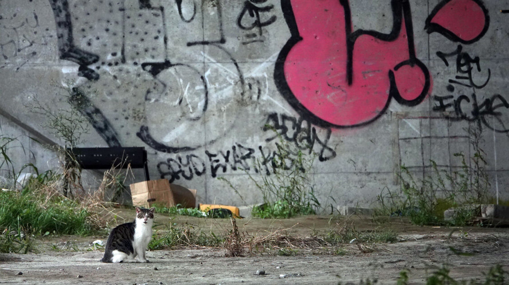 野良猫 可愛いだけではないんだよ 多摩川河川敷の猫を追い続ける写真家は訴える ハフポスト 野良猫 可愛いだけではないんだよ 多摩川河川敷の猫を追い続ける写真家は訴える ハフポスト