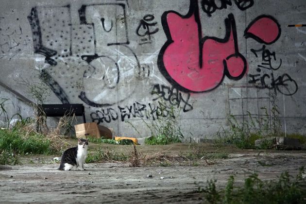 野良猫 可愛いだけではないんだよ 多摩川河川敷の猫を追い続ける写真家は訴える ハフポスト