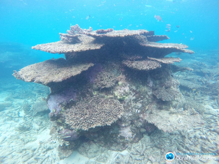 Giant table corals and branching corals were dramatically impacted by three bouts of mass bleaching along the Great Barrier Reef. "They are important because they provide the three-dimensionality, the nooks and crannies that fish depend on," Dr. Terry Hughes said.