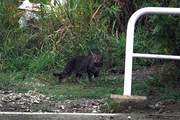 野良猫 可愛いだけではないんだよ 多摩川河川敷の猫を追い続ける写真家は訴える ハフポスト