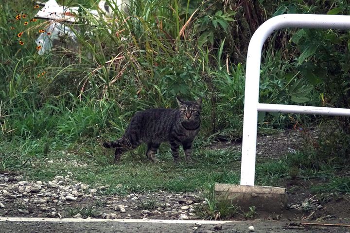 最近、河原にキャリーケースごと捨てられていた猫