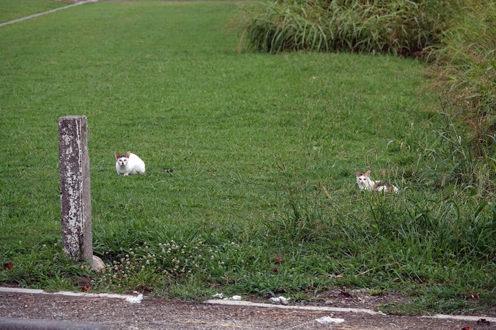 多摩川河川敷の猫