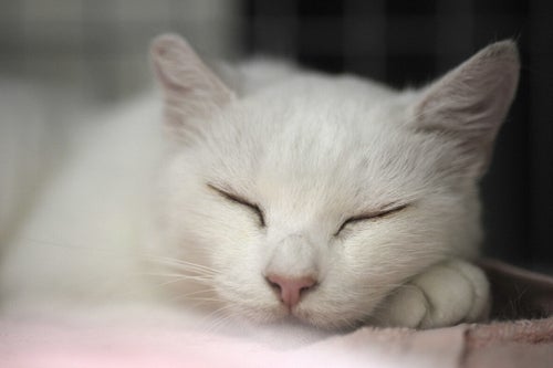 野良猫「可愛いだけではないんだよ」多摩川河川敷の猫を追い