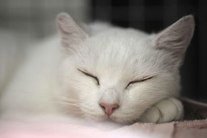 多摩川河川敷で暮らしていた野良猫「シロ」。子猫の時に捨てられたシロは、普段は近くのマンション群の隙間にある小さな公園で暮らし、時折河川敷を訪れていたという。太田さんによって引き取られ、2017年に15歳で亡くなった。頭が良くて、とても人懐っこい猫だったという。