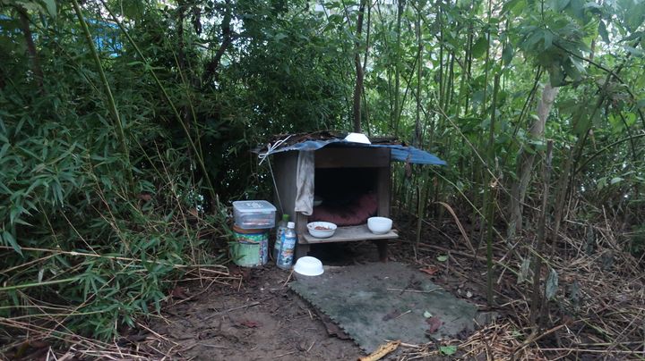 多摩川河川敷の茂みに、ボランティアやホームレスが猫のために作った小屋