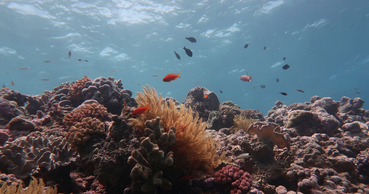 Большой Барьерный риф мертвые кораллы