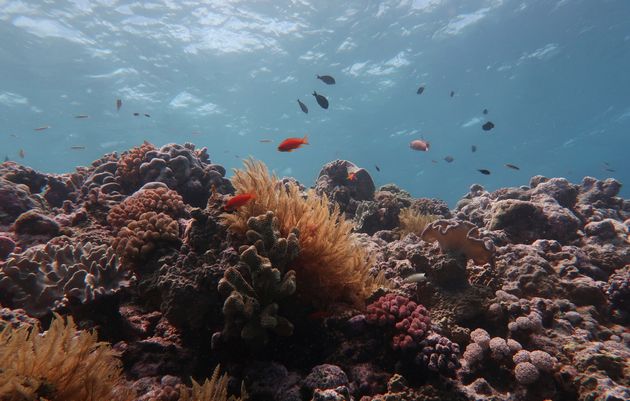 Une photo non datée de la Grande Barrière de corail en