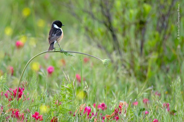 (Andres Luis Dominguez Blanco/Wildlife Photographer of the Year 2020/PA)