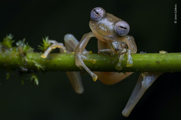 (Jaime Culebras/Wildlife Photographer of the Year 2020/PA)
