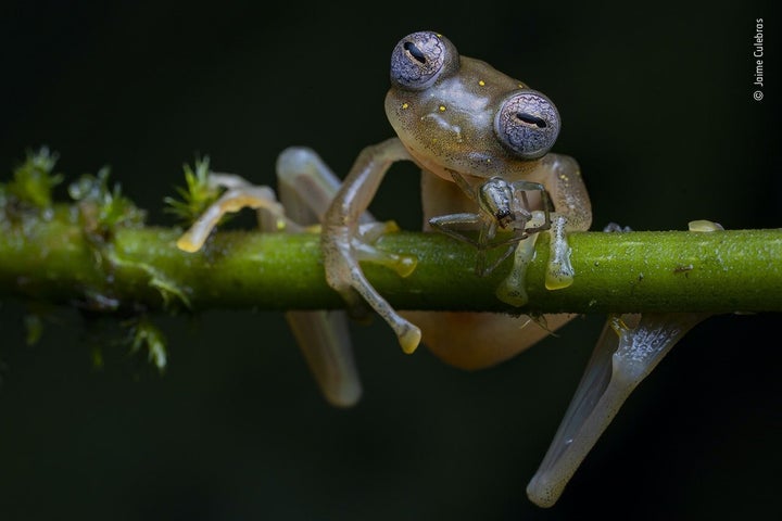 (Jaime Culebras/Wildlife Photographer of the Year 2020/PA)