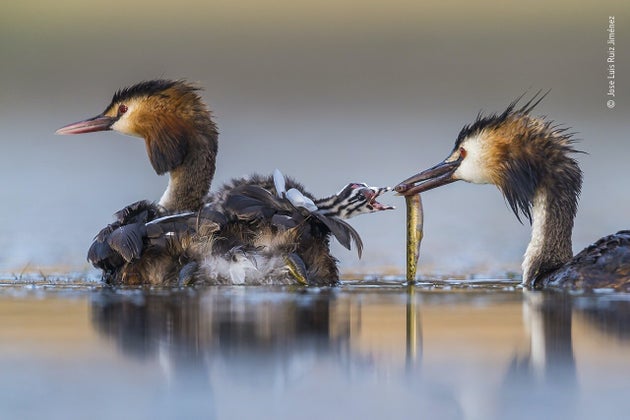 (Jose Luis Ruiz/Wildlife Photographer of the Year 2020/PA)
