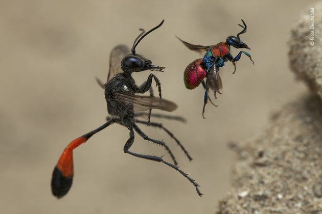 (Frank Deschandol/Wildlife Photographer of the Year 2020/PA)
