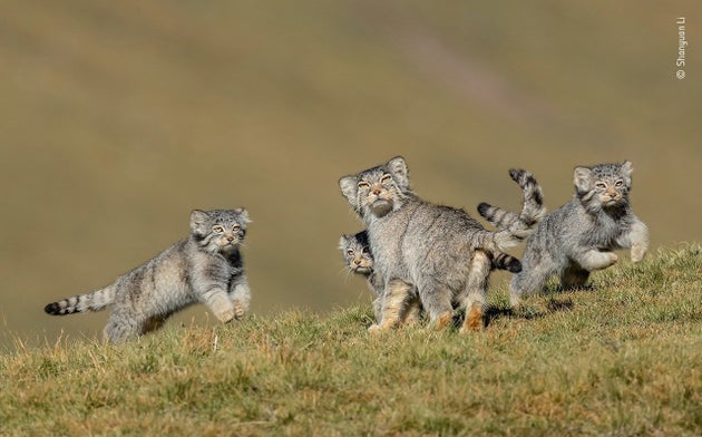 (Shanyuan Li/Wildlife Photographer of the Year 2020/PA)
