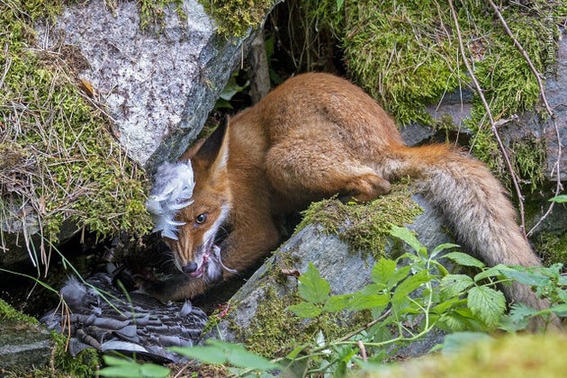 (Liina Heikkinen/Wildlife Photographer of the Year 2020/PA)
