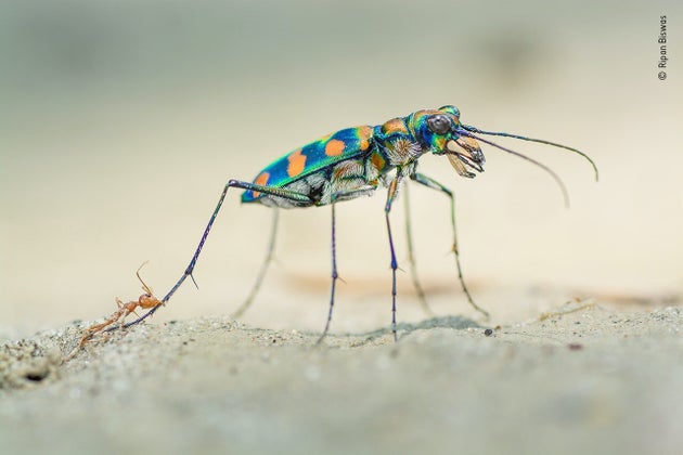 (Ripan Biswas/Wildlife Photographer of the Year 2020/PA)
