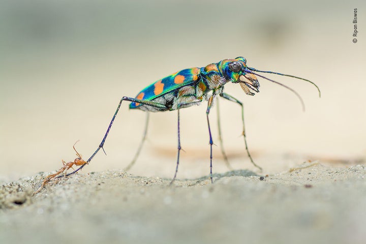 ハンミョウ科の甲虫の後ろ脚にかみつくツムギアリ