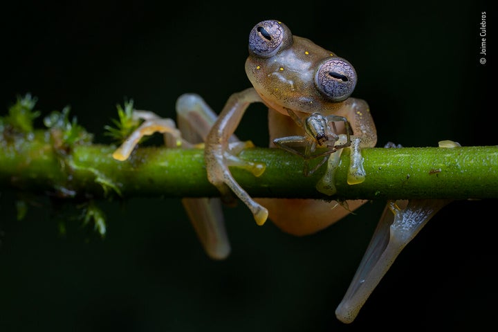 エクアドル北西部、「グラスフロッグ」と呼ばれるアマガエルモドキ科のカエル