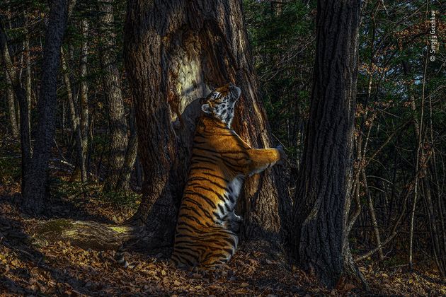 木と抱擁するトラの写真が美しい ロシア極東の森で隠しカメラで撮られた1枚 大賞に輝く 画像集 ハフポスト