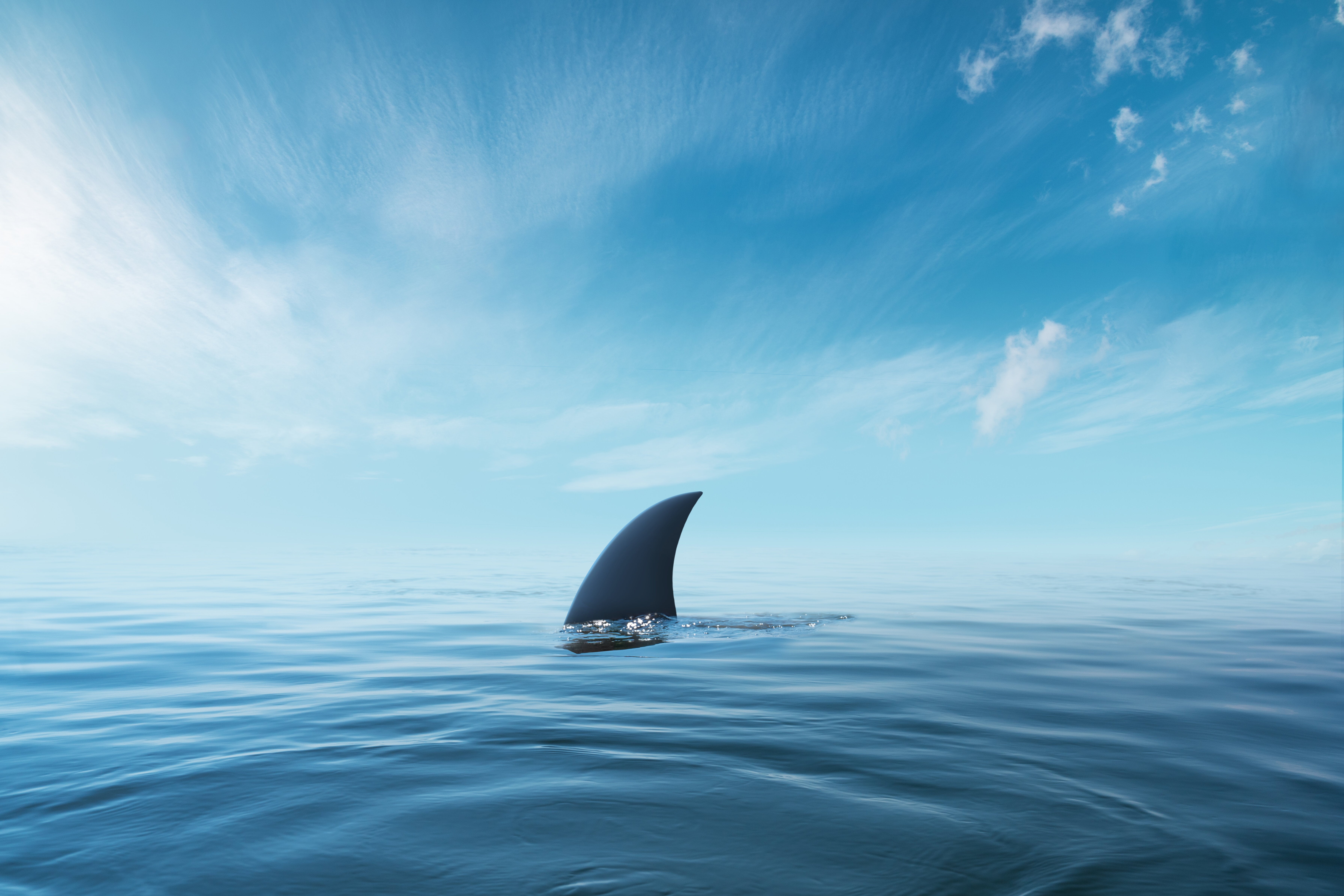Rare Shark Caught: ‘We Have Never Seen Anything Like This Before’