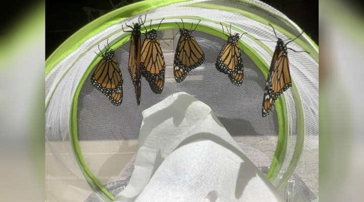 Monarch butterflies that MacLean James raised at her Lions Head, Ont. home.