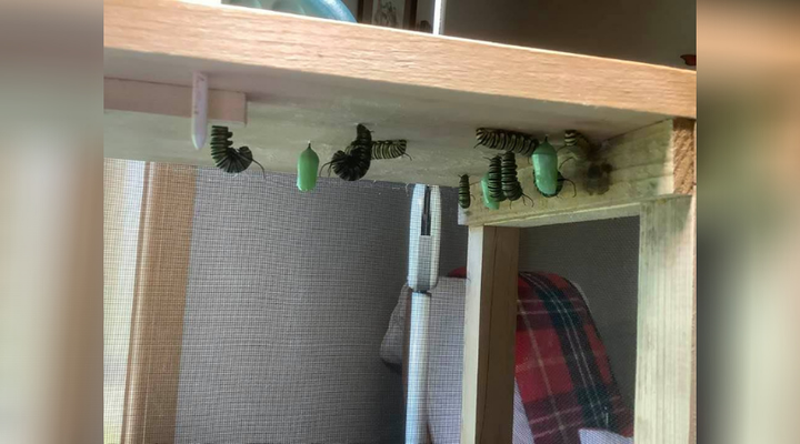 Caterpillars and chrysalises in an enclosure.