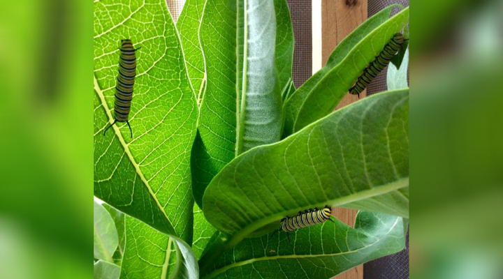 Monarch caterpillars on a plant at Anne MacLean James' house in Lions Head, Ont.