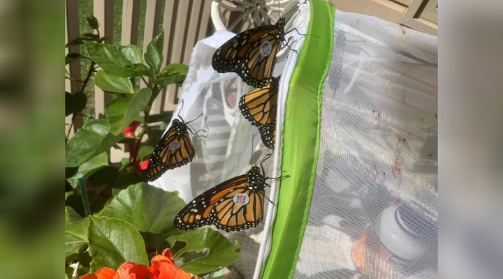 MacLean James tags some of her monarch butterflies with tags from Monarch Watch.