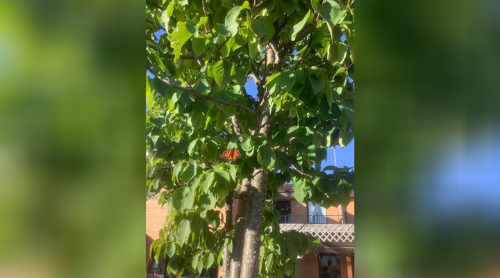 A monarch that flew into a tree MacLean James planted to honour her father.